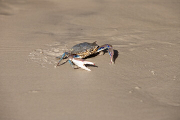 crab on the sand