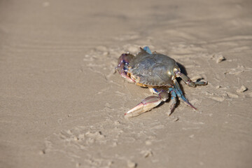 crab on the sand