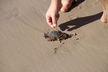 child playing with a crab on the beach
