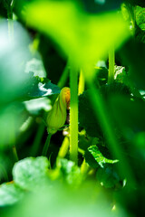 Dynia, liście dynii, rośliny dynii, © Follow the Sun