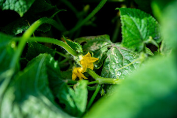 Ogórki, cucumber, rosnące ogórki, rośliny, zielone ogórki, polne ogórki, Cucumbers, cucumber, growing cucumbers, plants, green cucumbers, field cucumbers,