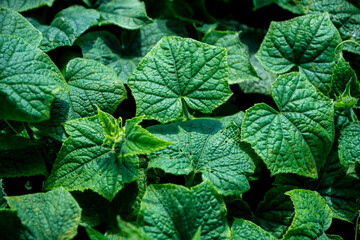Ogórki, cucumber, rosnące ogórki, rośliny, zielone ogórki, polne ogórki, Cucumbers, cucumber, growing cucumbers, plants, green cucumbers, field cucumbers, © Follow the Sun
