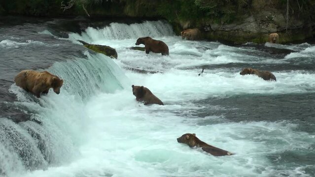 Grizzly Bears Adults Waiting and searching for Fish, Brooks Falls, 2022 
North America Wildlife and Nature, Brooks Falls - Katmai National Park, Alaska, 2022
