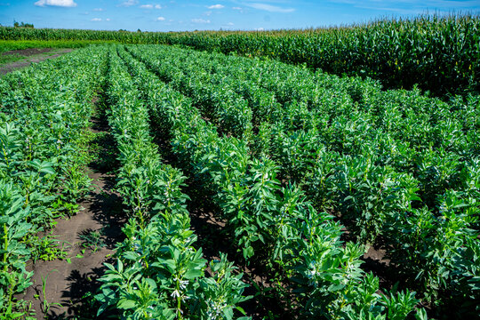 B&oacute;b, uprawa bobu, pole bobu, rosnący b&oacute;b 