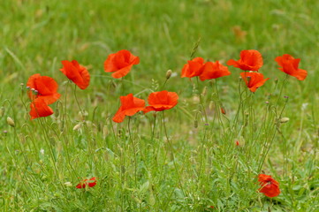 Beautiful field red poppies on a background of green grass