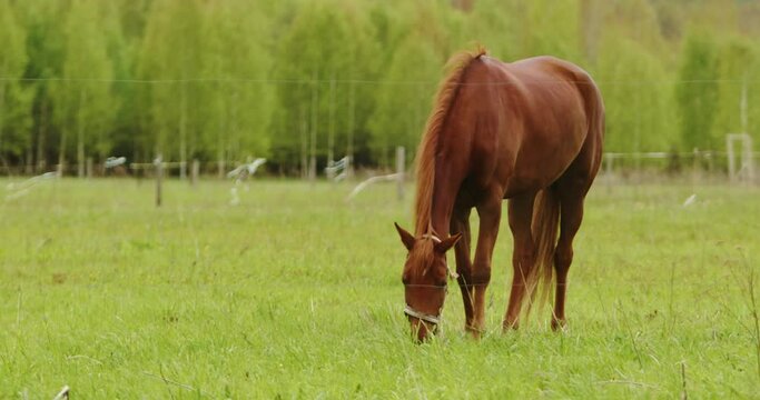 Horse running sport, horse eating grass. Beautiful mare in field pasture. Brown stallion, dressage. Feeding domestic animals outdoor. Nature, summer landscape. 