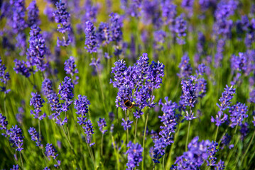 Photography of lavender, bee, field, flowers