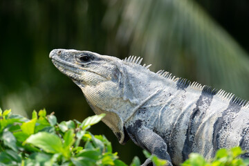 Blurred gray reptile with black stripes on the background of blurry leaves. Iguana on a tree.