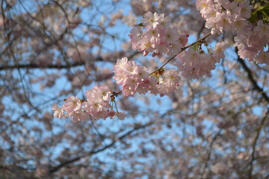 ソメイヨシノ