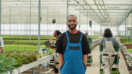 Portrait of smiling african american man posing with arms in pockets while workers push crates with lettuce for delivery. Vegetables farmer standing in greenhouse while pickers manage deliveries.