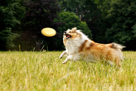 Dog catching flying disk, pet playing outdoors in a park.