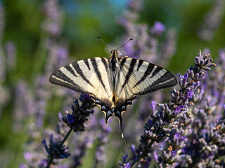 Butterfly on lavender in summertime