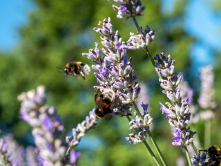 Butterfly on lavender in summertime