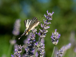 Butterfly on lavender in summertime