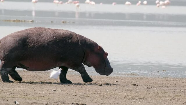 Side view Huge hippo walks with Cattle Egret along the shore near a pond in the wild nature of the Ngorongoro National Reserve, Tanzania, Africa
