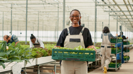 Portrait of organic food grower showing crate with fresh lettuce production ready for delivery to...