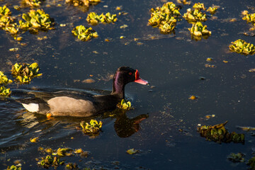 AVES EN EL RIO