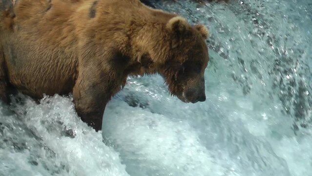 Grizzly Bear catches a fish in its mouth, Brooks Falls, 2022
North America Wildlife and Nature, Brooks Falls - Katmai National Park, Alaska, 2022
