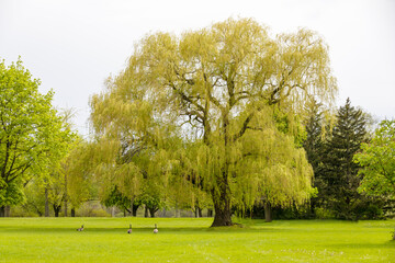 Large willow tree in the middle of a park