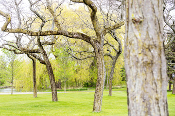 Fototapeta na wymiar Neat row of trees in a public park