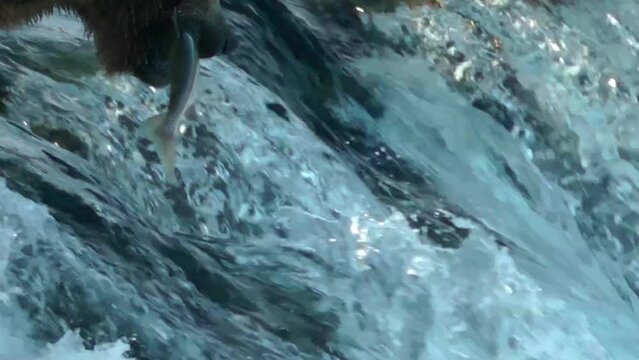 Grizzly Bear catches a fish in its mouth, Close up, 2022
North America Wildlife and Nature, Brooks Falls - Katmai National Park, Alaska, 2022
