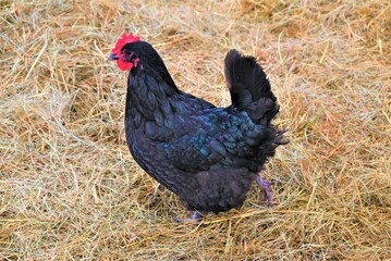 Farm life chickens 