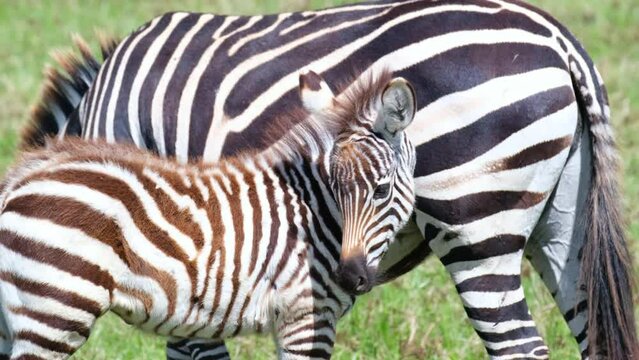 Close-up of a baby zebra standing next to its mother in its natural habitat in the Ngorongoro National Reserve, Tanzania