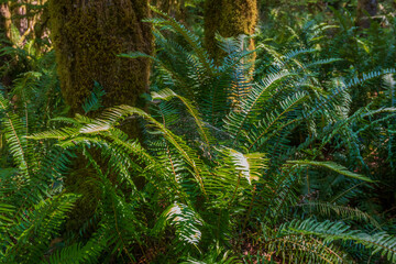 Merrymere Falls Trail in Olympic National Park