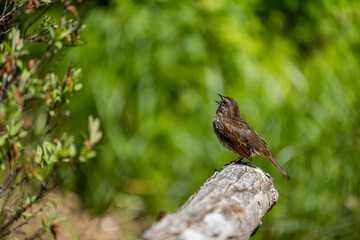 close up of a sparrow singing on top of the rock in front of green bushes in the park