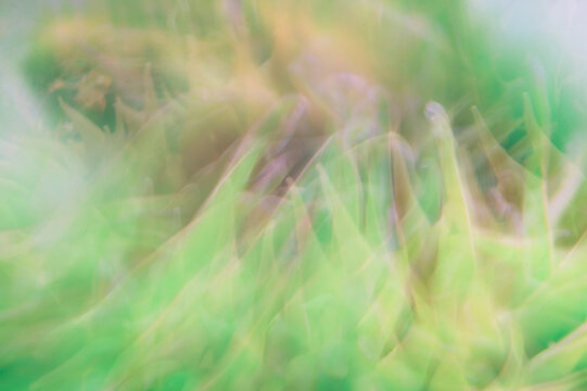 Seagrass