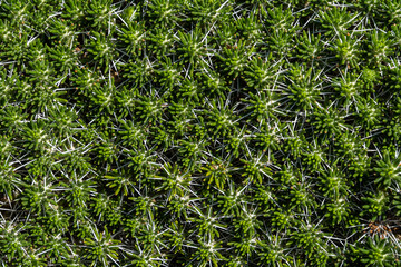 background texture of dense green cactus leaves under the sun