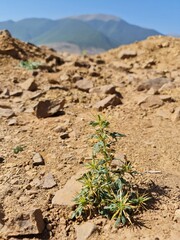 soil in the desert