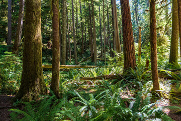 Merrymere Falls Trail in Olympic National Park