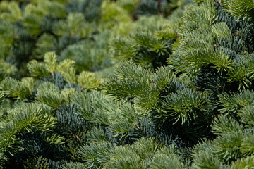 nature background of dense green pine needles