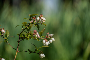 tiny pink lyonia flowers blooming on the tip of the branch under the sun