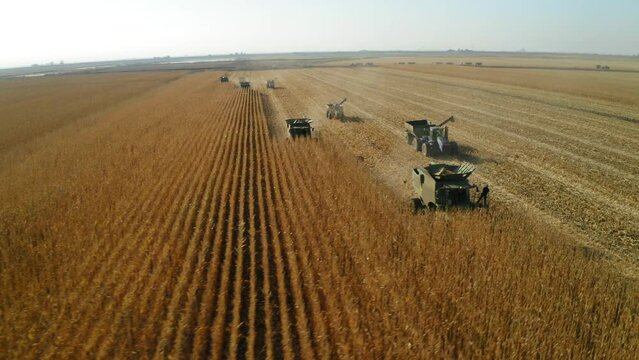 Several corn combine tractors harvesting massive corn field in California