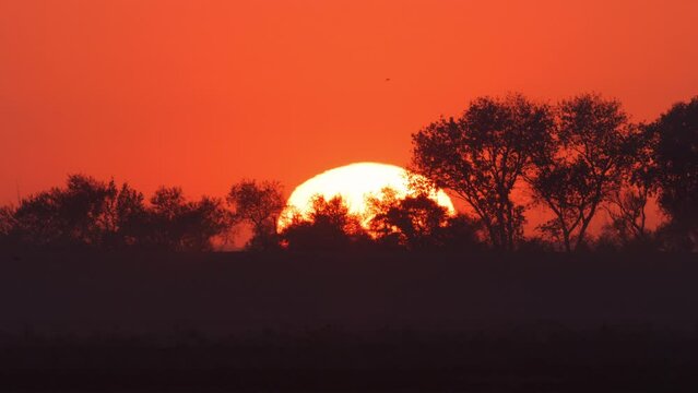 Epic telephoto sunset with massive sun behind trees in Northern California