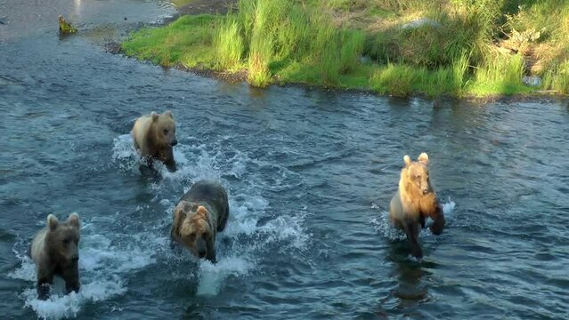 Young grizzly bears standing up on their hind legs in the river
North America Wildlife and Nature, Brooks Falls - Katmai National Park, Alaska, 2022
