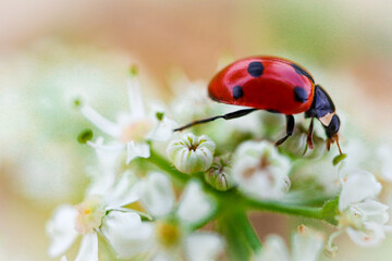 Fototapeta premium ladybug on a flower