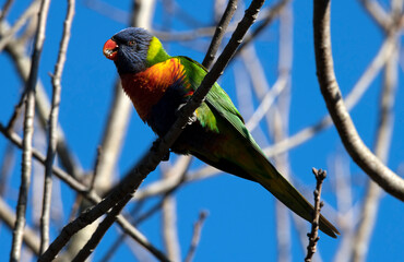 Rainbow Lorikeet (Trichoglossus moluccanus)