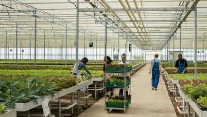 Caucasian man walking in greenhouse greeting african american woman pushing cart with lettuce in...