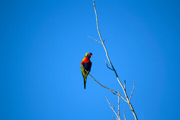 Rainbow Lorikeet (Trichoglossus moluccanus)