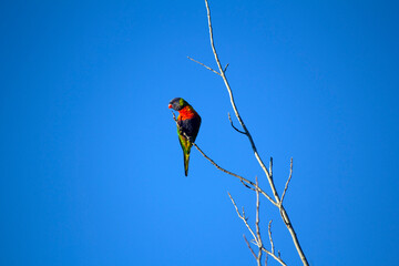 Rainbow Lorikeet (Trichoglossus moluccanus)