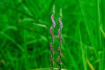 Plantae, Tracheophytes, Angiosperms, Monocots,
Asparagales, Orchidoideae, Cranichideae, Spiranthinae, Spiranthes