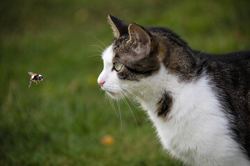 The cat is watching the flight of the bumblebee. Conceptually - animals outdoor recreation. Cat...