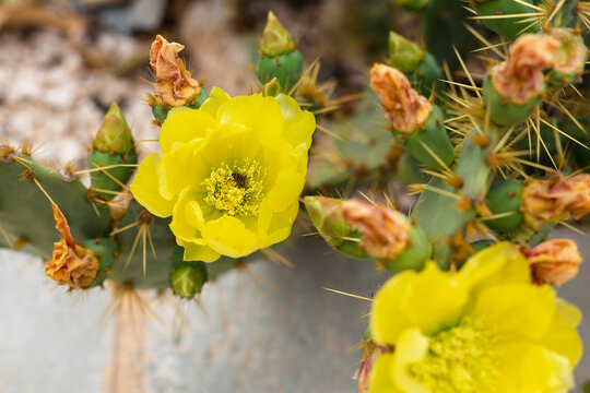 Blooming Prickly Pear or Paddle cactus with yellow flowers