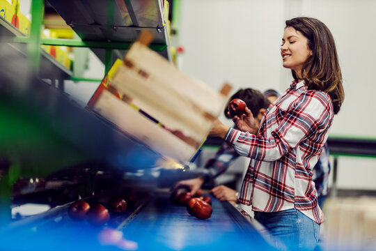 Smiling fruit industry worker standing next to a conveyor belt in facility and collecting apples.