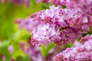 Spring lilac flowers