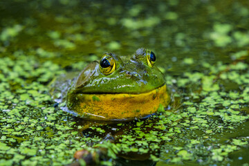 A large bullfrog shown closeup showing his head peeking out of a swamp. His eyes are looking right at the camera, and it looks like he is smiling.  - obrazy, fototapety, plakaty