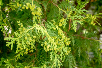 Fototapeta na wymiar green prickly branches of a fur-tree or pine